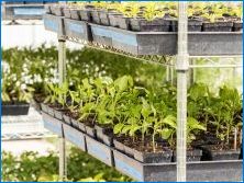 Skleníky pre pestovanie zeleniny po celý rok: možnosti usporiadania