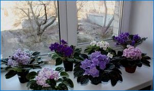 Ako sa starať o indoor fialové v zime?