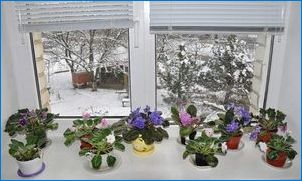 Ako sa starať o indoor fialové v zime?