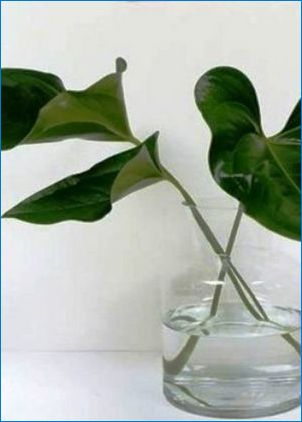 Anthurium: reprodukcia a starostlivosť doma