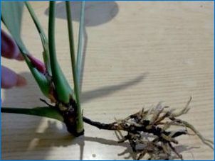 Anthurium: reprodukcia a starostlivosť doma
