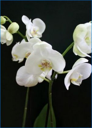 Biele orchidey: Typy a starostlivosť doma