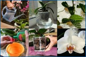 Biele orchidey: Typy a starostlivosť doma