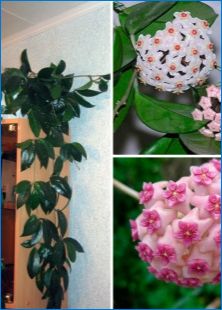 Kučene izbové rastliny: Popis druhov a tajomstiev