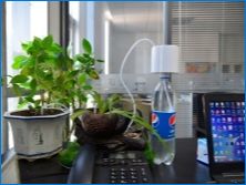 Kvapkové zalievanie pre vnútorné rastliny: zásada prevádzky a poradenstvo v oblasti organizácie