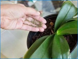 Lepkavé kvapky na orchided listy: Čo robiť?