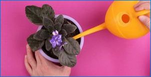 Mäkké a pomalé listy na fialovej: príčiny a eliminácia vädnu