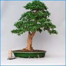 Odporúčania na pestovanie bonsai karmonázy