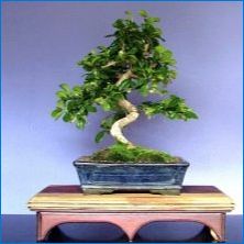 Odporúčania na pestovanie bonsai karmonázy