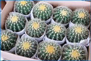 Okrúhly kaktus: Typy, ich popis a pestovanie