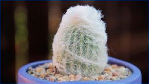 Okrúhly kaktus: Typy, ich popis a pestovanie