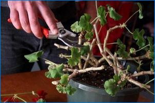 Pelargonium ENNARYDY: Popis a pestovanie