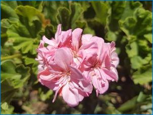 Pelargonium ENNARYDY: Popis a pestovanie