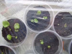 Pestovanie begonias ampelnaya semená