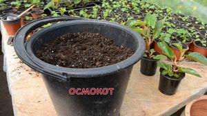 Pestovanie begonias ampelnaya semená