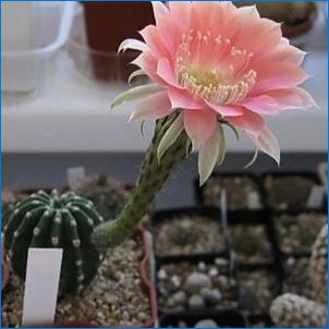 Typy kvitnúcich kaktusov a kvitnúcich funkcií
