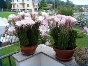 Typy kvitnúcich kaktusov a kvitnúcich funkcií