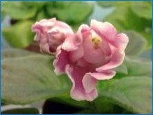 Violet "Magic Tulip": Popis odrôd a tipov starostlivosti