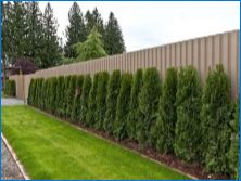 Aké stromy môžu byť vysadené na mieste pozdĺž plotu?