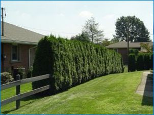 Aké stromy môžu byť vysadené na mieste pozdĺž plotu?