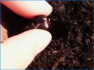 Ako pestovať ľalie zo semien?