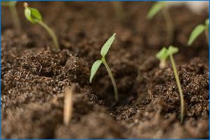Ako pestovať ľalie zo semien?