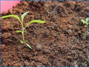 Ako pestovať fukciu zo semien?