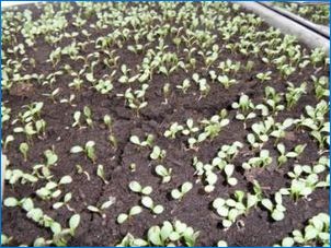 Ako pestovať Gatzánia (plyn) zo semien?