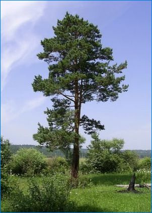 Ako rozlišovať Cedar z borovice?