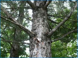Ako rozlišovať Cedar z borovice?