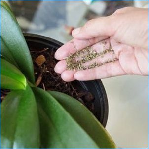 Ako si vybrať hnojivo pre vnútorné rastliny?
