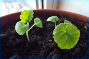 Ako zasadiť a pestovať geranium zo semien?
