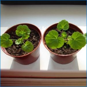 Ako zasadiť a pestovať geranium zo semien?
