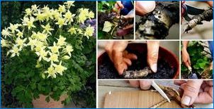 Akveliya Hybrid: Charakteristiky odrôd a tipov na pestovanie