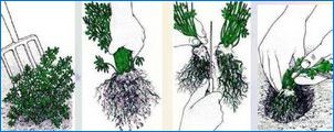 Akveliya Hybrid: Charakteristiky odrôd a tipov na pestovanie