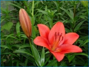 Ázijské Lily: odrody, pristátie a starostlivosť