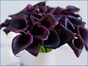 Black Callas: Odrody a ich kultivácia v hrnci
