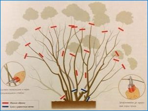 Hydrangea "Bombschell": Popis, odporúčania pre pestovanie a reprodukciu