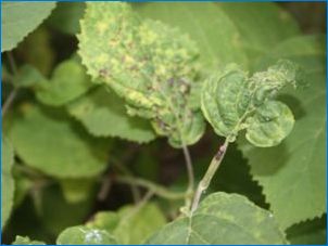 Hydrangea "Bombschell": Popis, odporúčania pre pestovanie a reprodukciu