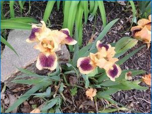 Iris trpaslík: odrody, pristátie a starostlivosť