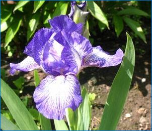 Iris trpaslík: odrody, pristátie a starostlivosť