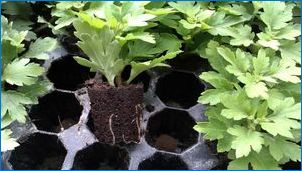 Multiflora Chryzantéma: Vlastnosti, odrody a pestovanie