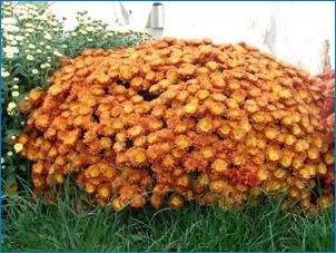 Multiflora Chryzantéma: Vlastnosti, odrody a pestovanie