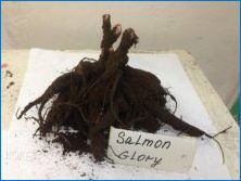 Pivoly "Salmon Glory": opis odrody, jemnosti pristátia a starostlivosti