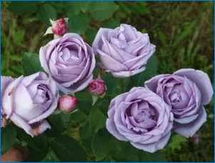 Pleetted Rose "indigoletta": opis rozmanitých, pristávacích a starostlivých pravidiel