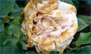 Pleetted Rose "indigoletta": opis rozmanitých, pristávacích a starostlivých pravidiel
