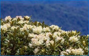 Rhododendron Kaukazský: Popis, Pravidlá vykládky a starostlivosti