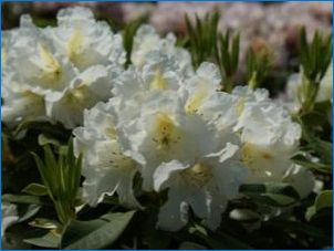 Rhododendron Kaukazský: Popis, Pravidlá vykládky a starostlivosti