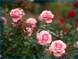 Ružová ruža: druhy, odrody a kultivácia
