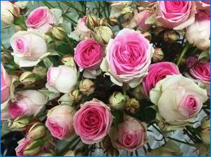 Ružová ruža: druhy, odrody a kultivácia
